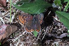 Cacozelia cacozelia - Brauner Feuerfalter (Schwefelvögelchen)